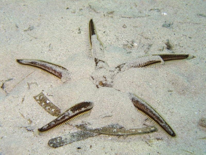 Astropecten bispinosus (Otto, 1823)